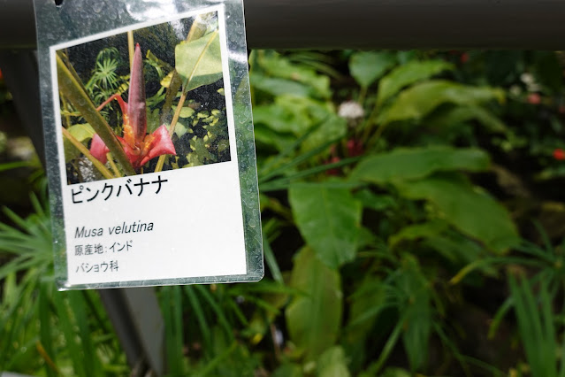 鳥取県西伯郡南部町鶴田　とっとり花回廊　ムサ・ウェルティナの花　ピンクバナナ