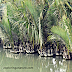 Photo Gallery- Sundarban National Park