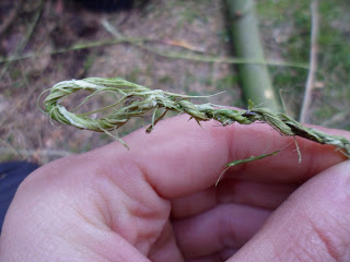 forest schools cordage bush craft