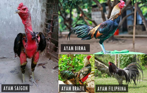 7 Jenis Ayam Aduan Terbaik yang Wajib Anda Miliki