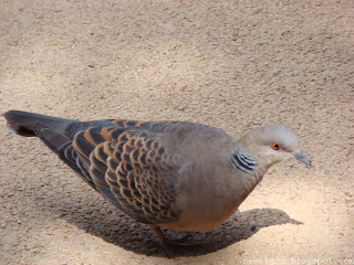 멧비둘기 [rufous turtle dove, 산비둘기]