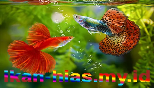 ikan hias air tawar style fantail-guppy ekor kipas