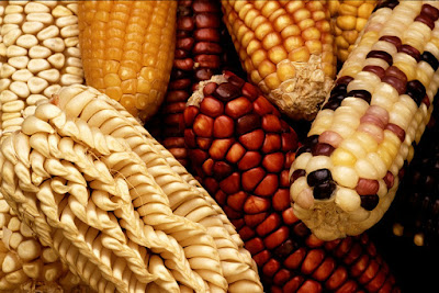 Maize, Corn, Kernels