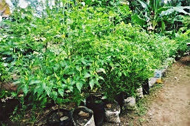 harga polybag,daftar harga polybag 2017,info harga polybag,harga polybag terbaru,harga baby polybag,harga kantong polybag,harga mesin polybag,harga plastik hitam polybag,harga polybag,harga polybag 1 kg