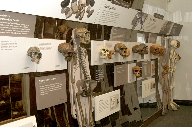 World's largest human fossil cast collection opens for public