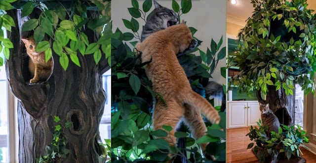 Fun Cat Trees