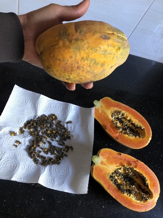 Once the seeds are clean, spread the seeds in a single layer on a paper towel. Allow to dry in a well-ventilated area out of direct sunlight for a week. Drying is very important because it reduces the amount of water in the seeds, so that the seeds do not rot easily and have a higher chance of good germination. If you are not planting right away, you can store the dried seeds in an airtight container in a cool, dark place for several months.