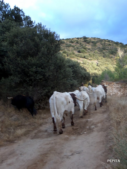 Lugros.Toros de la Peza