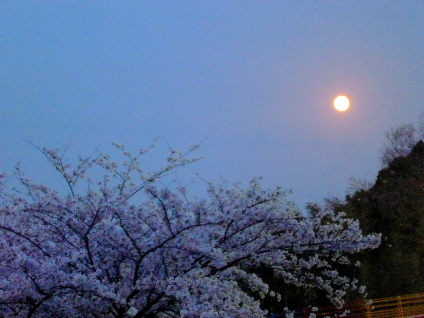 満月と夜桜2