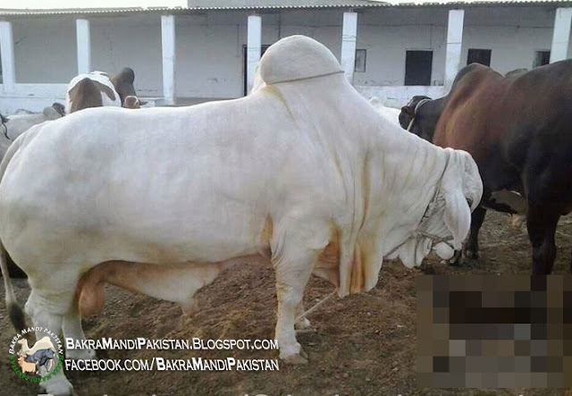 cow mandi 2013 video,cow mandi 2013 video,bakra mandi 2013 video,cow mandi 2013 karachi,cow mandi 2013 pic,cow mandi 2013 pictures,cow mandi 2013 images