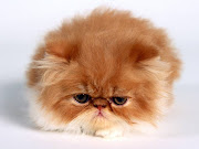 Beauty Of Animal . Persian Cat . The beautiful Persian has a long and . (persian)