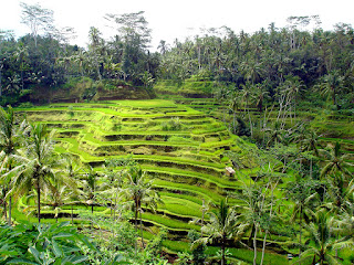 Rice Field HD Wallpaper