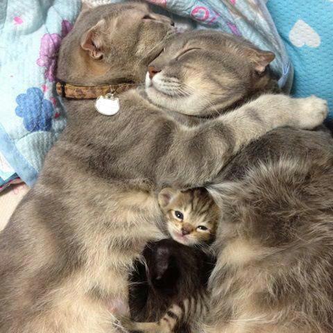 FAMILIA GATUNA