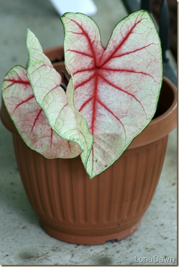 Caladium