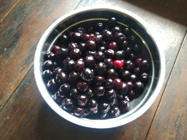 Jamun Raw from Trees