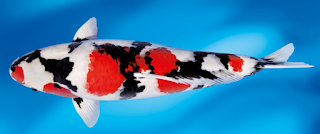 koi showa