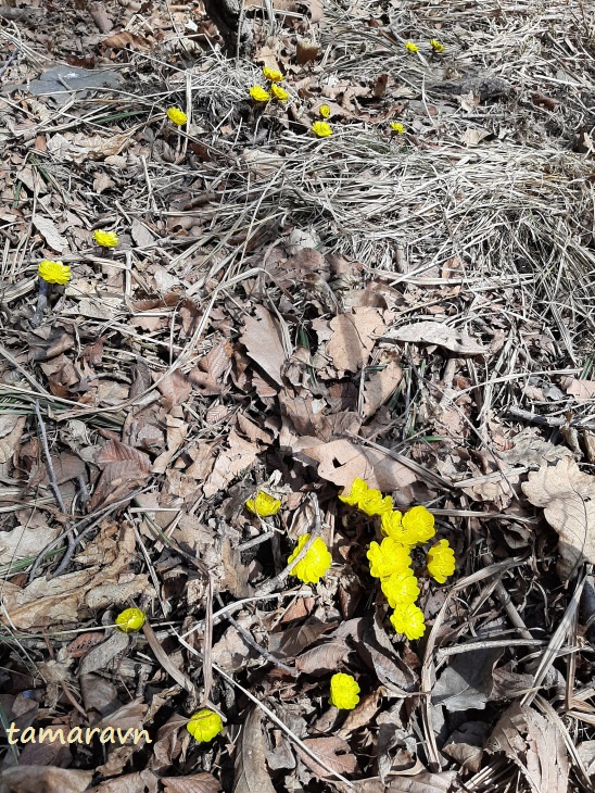 Adonis amurensis