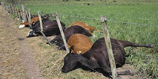 ratusan-sapi-mati