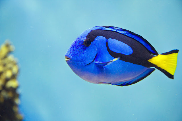 beautiful color fish