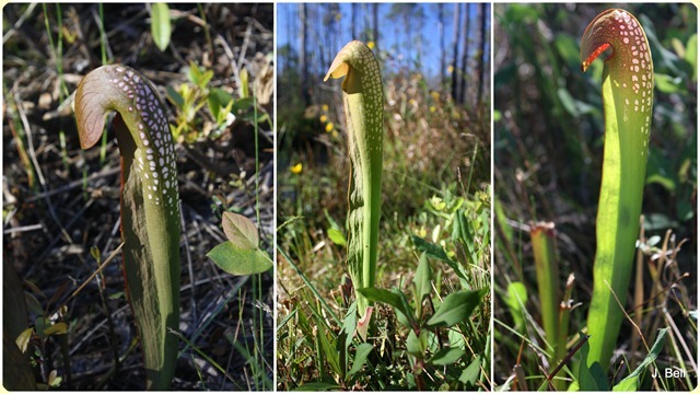 71 Okefenokee NWR 2012-135