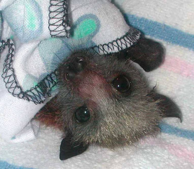 Blankets And Baby Bats Seen On www.coolpicturegallery.us