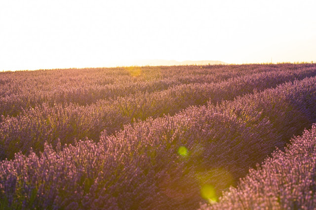 Valensole-Campi di lavanda al tramonto