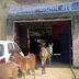 JUNGLE JUSTICE. India jails 8 donkeys for eating expensive plants 