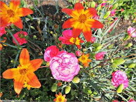 Granjas de Massachusetts: Flores en la Cider Hill Farm 