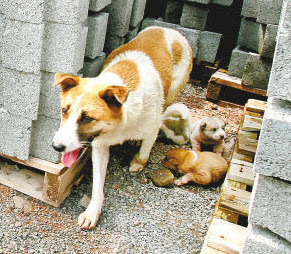 Huahua, a hardworking dog