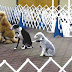 Obedience Training - Dog Obedience