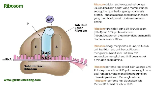 Ribosom adalah organel tempat terjadinya sintesa protein, seperti asimilasi N dalam tumbuhan, ada yang melekat pada retikulum endoplasma ada yang bebas dan menyebar di dalam sel.