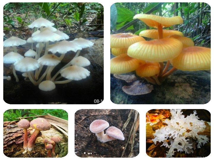  Gambar  Jamur  Liar Yang Banyak Tumbuh Liar Di  Hutan R Y S 