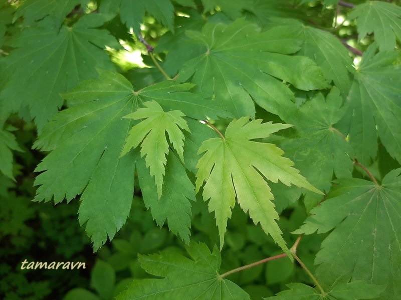 Клён ложнозибольдов (Acer pseudosieboldianum)