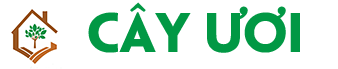 Cây Ươi