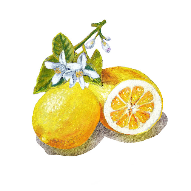 Lemon Marmalade Label