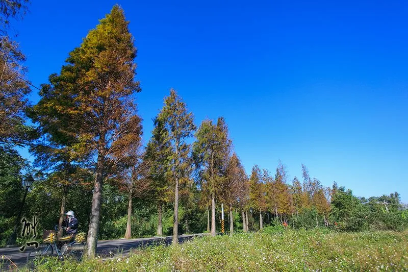 [桃園大溪石園路秘境] 落羽松大道｜石園路落羽松