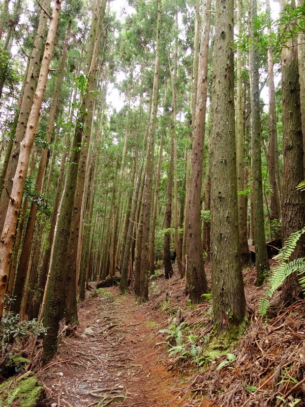 2013_0625-0627 八仙山馬崙山-1_009