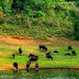 Thekkady Wildlife Sanctuary