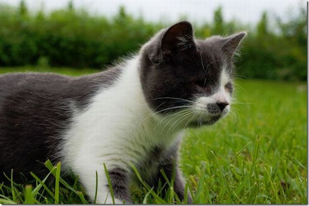 Gatinho que nasceu sem os olhos (7)