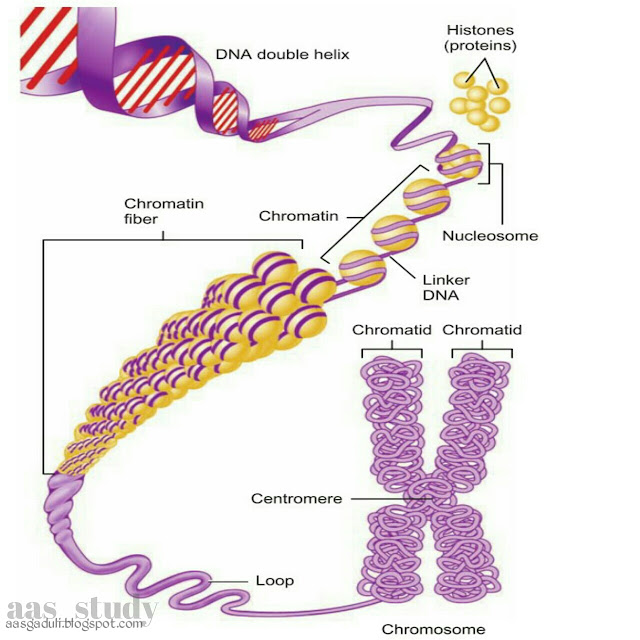 Nucleus