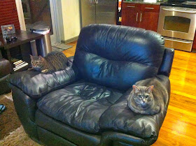 Funny cats - part 82 (40 pics + 10 gifs), cat photo, cats sit on couch hand