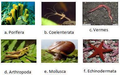 Pengertian dan Klasifikasi Hewan  Invertebrata Avertebrata  