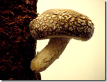Mushroom