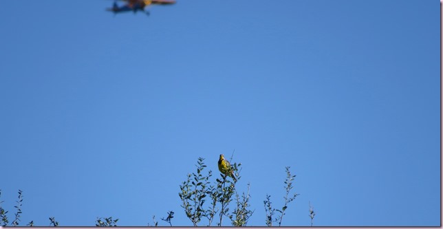 meadowlarkairplaneIMG_2209