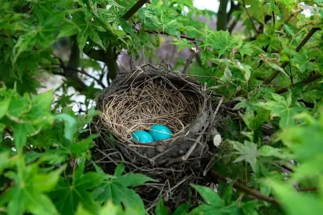 Desajuste temporal debido al calentamiento global: El adelanto de la primavera impacta negativamente en la reproducción de las aves y pone en riesgo las poblaciones aviares