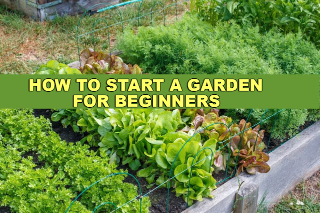 gardening for beginners at home