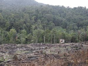 Save Our Earth Dampak Exploitasi Hutan  yang Berlebihan