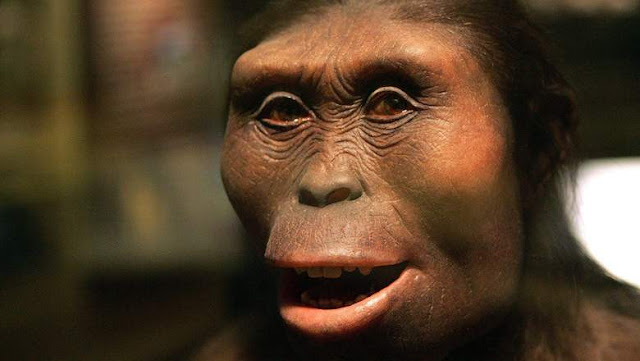 Siapakah Lucy si Australopithecus?
