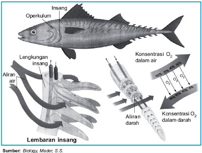 Sistem Pernapasan pada Ikan Bertulang Sejati