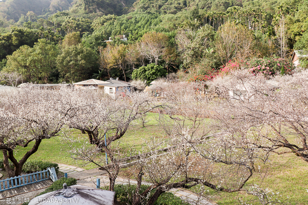 新社梅林親水岸賞梅花好去處，還有民宿和露營區，親子同遊也適合